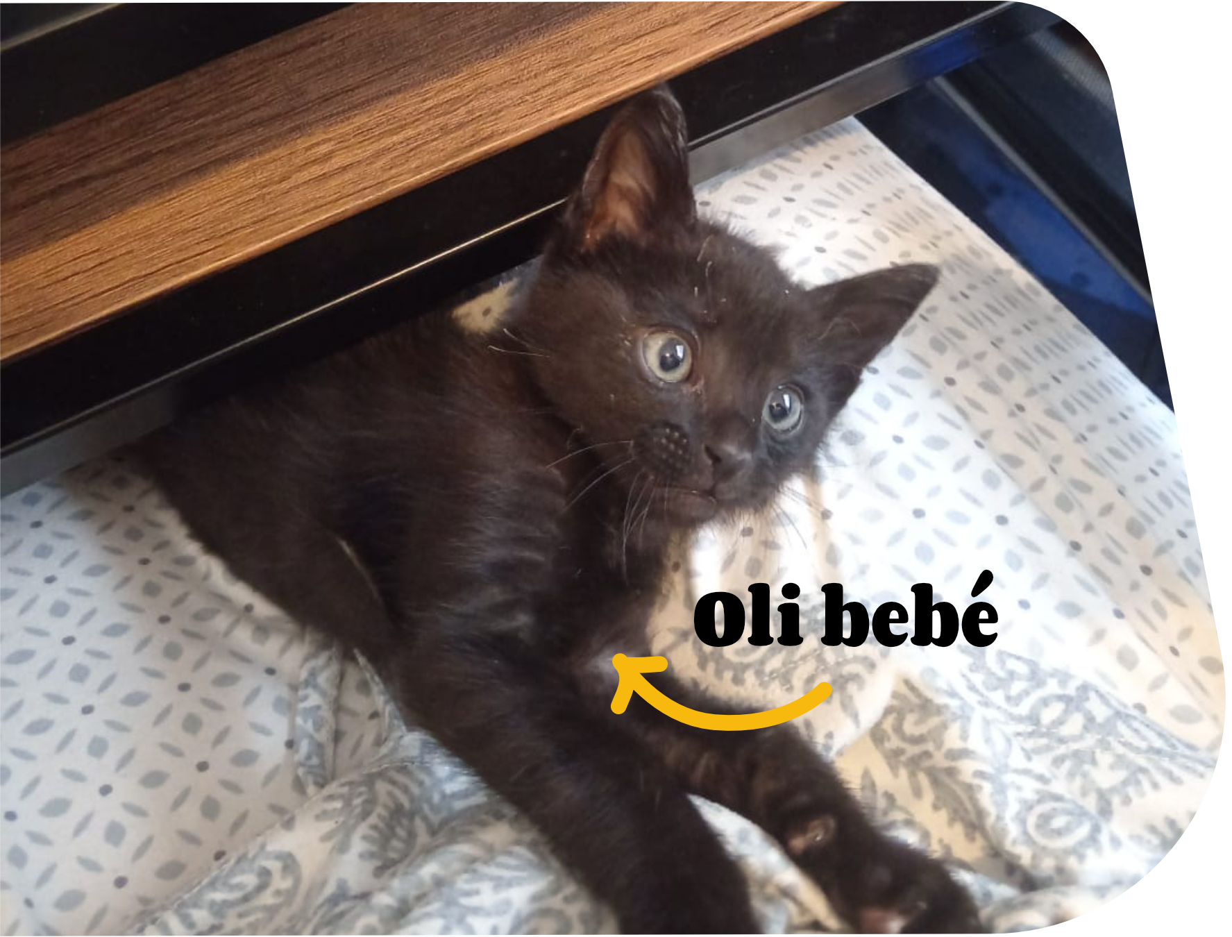 Oli bebé, explorador bajo la mesa
